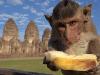A monkey eats a banana at an ancient temple during the annual "monkey buffet" in Lopburi province, north of Bangkok on November 27, 2016. It is a feast fit for a monkey king. On November 27 the central Thai town of Lopburi put on a five-star banquet for its hundreds …