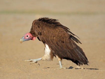 Lappet-faced vulture (Torgos tracheliotus) sitting on the ground, South Africa