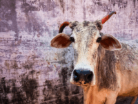 Beautiful indian cow on the streets of Rishikesh, India