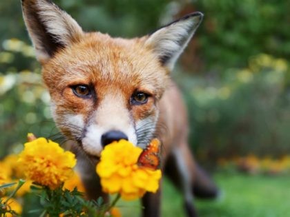 Close up of a Red fox looking at butterfly - stock photo Close up of a Red fox looking at