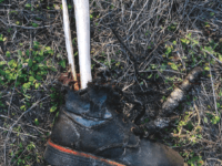 Skeletal remains -- Brooks County Feb 2020