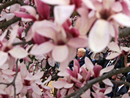 WASHINGTON, DC - MARCH 13: Framed by flowering trees, U.S. President Donald Trump announce