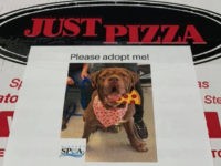 adoptive dogs