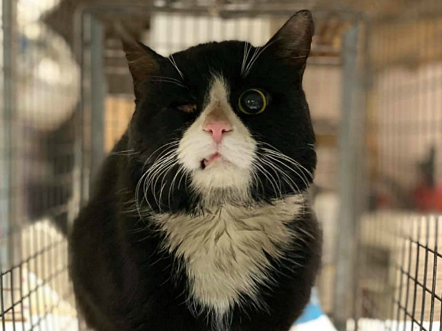 NYC Transit Workers Rescue Stray Cat Trapped in Subway Tunnel