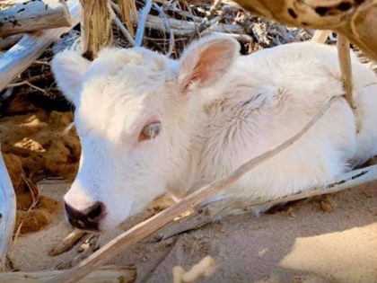 A cow that swam four miles to shore after Hurricane …