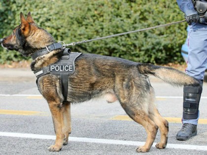 German shepherd police dog while patrolling the city streets to prevent terrorist attacks