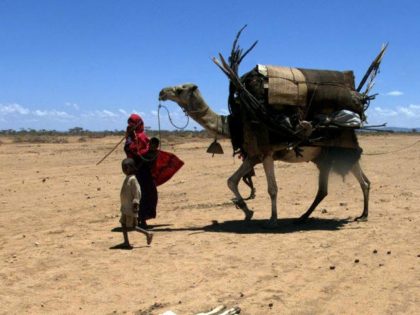 GELADID, ETHIOPIA: Nomads pass by the dead body of a goat 14 April 2000, near Geladid, sou