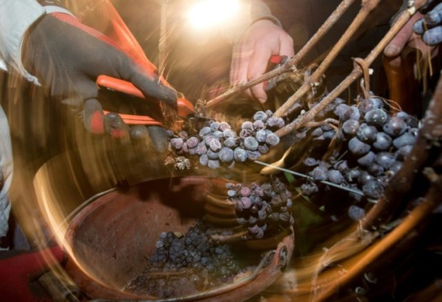 Germany's ice wine harvest fails because of mild winter