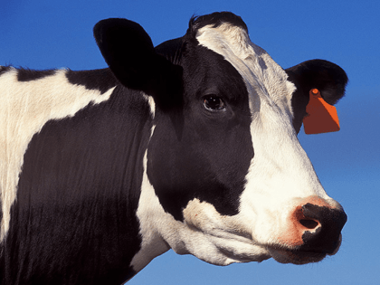 A Wisconsin creamery is giving away free milk to its …