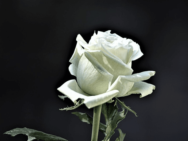 white rose