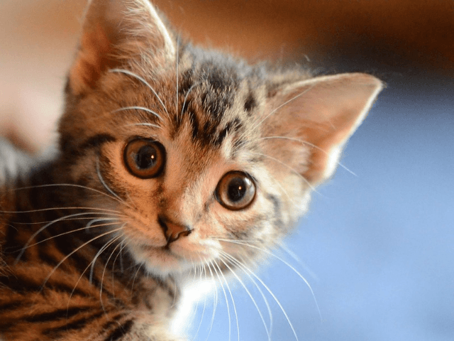 China: City Euthanizes Pet Cats After Owner Tests Positive for Coronavirus - Vimarsana News