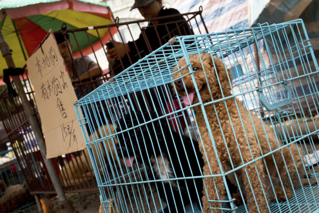 Dogs are seen in cages for sale at a market ahead of a dog meat festival in Yulin in south China's Guangxi Zhuang Autonomous Region, Monday, June 20, 2016. Restaurateurs in a southern Chinese town will holding an annual dog meat festival which falls on June 21, the day of summer solstice, despite international criticism. (AP Photo/Andy Wong)