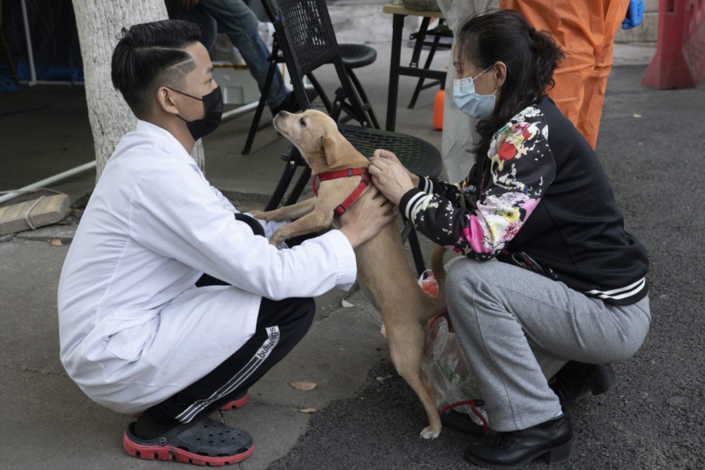 Residents wearing masks against the coronavirus place restraints on a puppy in Wuhan in central China's Hubei province on Monday, April 13, 2020. For most people, the new coronavirus causes only mild or moderate symptoms. For some it can cause more severe illness. (AP Photo/Ng Han Guan)
