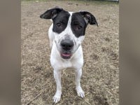 CACC dog