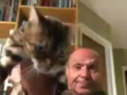 California Commissioner Resigns After Throwing Cat During Online Meeting