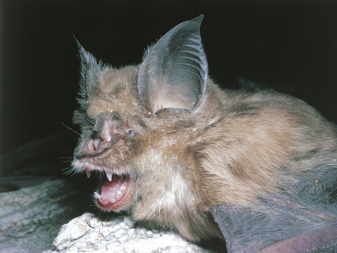 A greater horseshoe bat (Rhinolophus FerrumEquinum), a relative of the Rhinolophis sinicus bat species from China that was the origin of the SARS virus. De Agostini/Getty