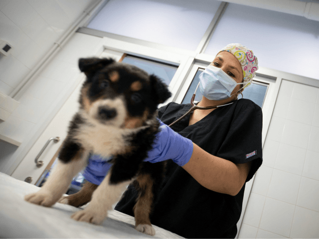 A veterinarian treats a dog at a veterinary clinic in Palma de Mallorca on March 31, 2020, during a national lock-down to prevent the spread of the novel coronavirus. - Once again, Spain hit a new record with 849 coronavirus deaths in 24 hours although health chiefs said the rate …