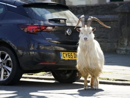 LLANDUDNO, WALES - MARCH 31: Mountain goats roam the streets of LLandudno on March 31, 2020 in Llandudno, Wales. The goats normally live on the rocky Great Orme but are occasional visitors to the seaside town, but a local councillor told the BBC that the herd was drawn this time …