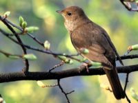 Nightingale of ancient Uglich