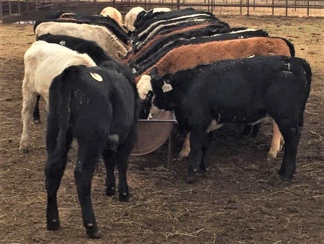 Texas cattle ready for harvest as meatpackers shut down over coronavirus. (Photo: Shad Sullivan/Facebook)