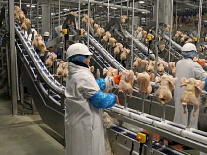 Workers process chickens at the Lincoln Premium Poultry plant, Costco Wholesale's dedicated poultry supplier, in Fremont, Neb., Thursday, Dec. 12, 2019. (AP Photo/Nati Harnik)