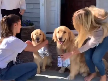 WATCH: ‘Brew Dogs’ Deliver Beer, Smiles to Brewery Customers During Pandemic