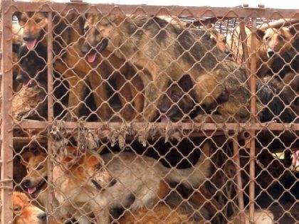 Indonesia promises to ban trade in dog, cat meat