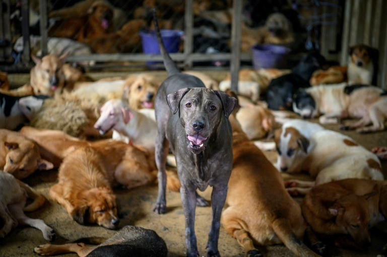 Animal shelter dogs