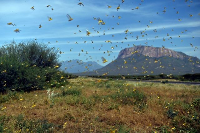 Ancient evil: Swarms of locusts can strip a field in a matter of hours © AFP TONY KARUMBA