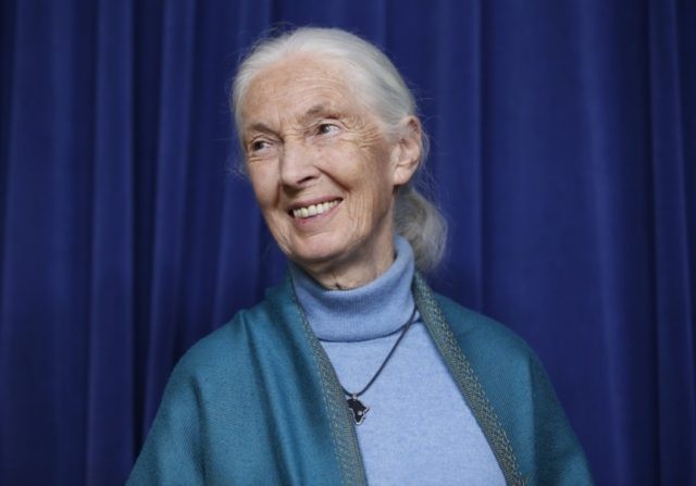 Jane Goodall talks coronavirus impact, Nat Geo documentary - Breitbart