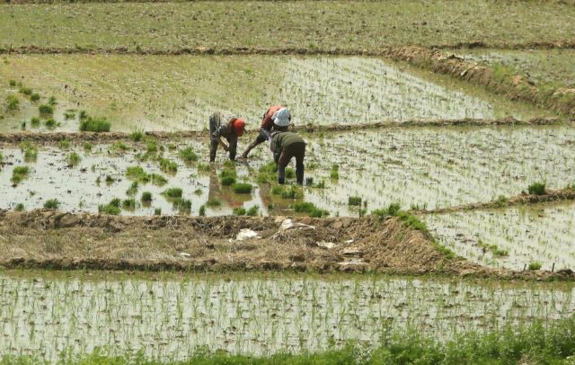 Cable bacteria dramatically curb methane emissions from rice cultivation