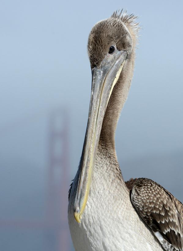 Pelican escapes Scottish zoo thanks to gust of wind