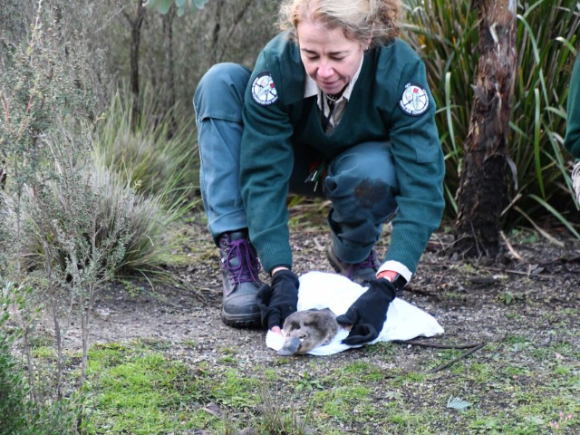 A platypus being released into Tidbinbilla Nature Reserve in April 2020.(Supplied: Taronga