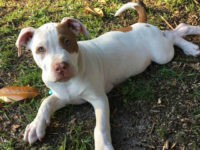 Police: South Carolina Family Reunited with Dog a Year After He Was Stolen