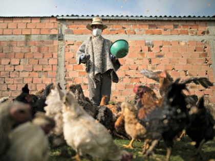Jaime Ramirez wears a mask as protection against COVID-19 to feed his hens in Chia, Colombia, Monday, March 23, 2020. The government announced a nationwide lockdown starting Tuesday to fight the spread of the new coronavirus, putting strict restrictions on residents' movements, but emphasized it will guarantee the continuation of …