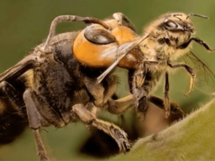 Invasive Asian giant hornets, a honeybee-killing wasp with a dangerous sting, have been di