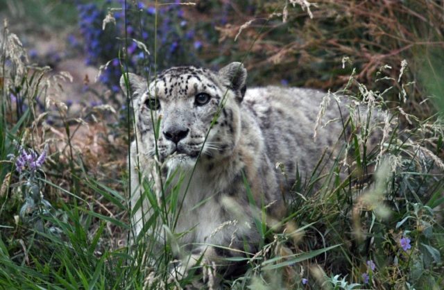 A snow leopard in Kyrgyzstan. As few as 4,000 of the big cats could be left in the high mountains of Asia according to the World Wildlife Fund © AFP/File Vyacheslav OSELEDKO