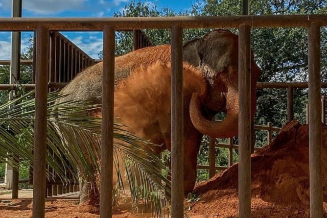 Mara the elephant arrives at the Elephant Sactuary in Mato Grosso state in Brazil after a four-day journey from Buenos Aires, Argentina © Elephant Sanctuary Brazil/AFP Handout