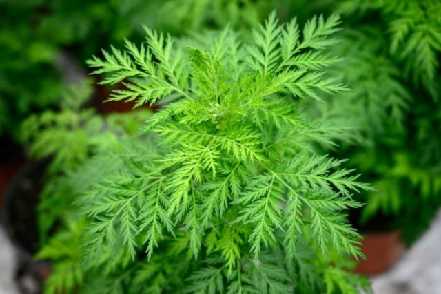 Ghana reaches out to Madagascar for its Covid-19 herbal remedy
