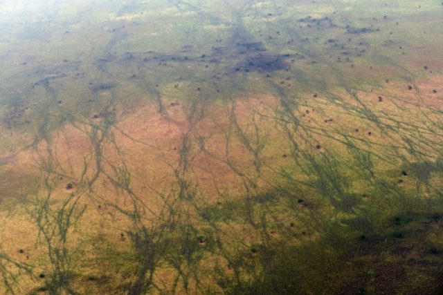 Intertwining hoof paths by a million migrating antelope across the underexplored landscape of South Sudan © AFP TONY KARUMBA
