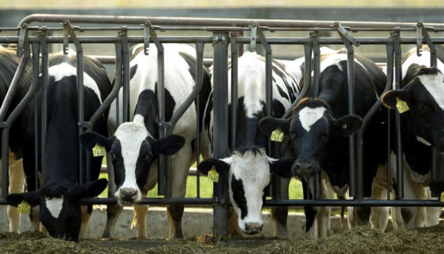 Intensive farming makes epidemics more likely