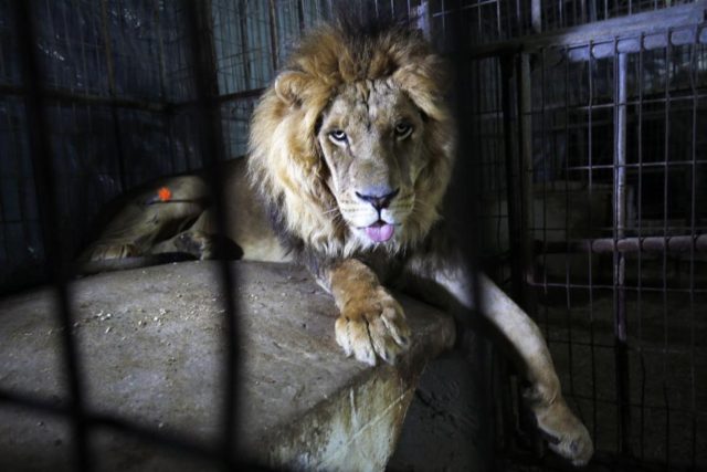 Australian zookeeper airlifted after attack by two lions