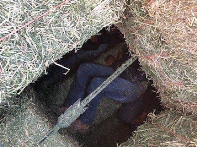 13 illegal aliens found hiding under bails of hay stacked on a flatbed trailer. (Photo: U.