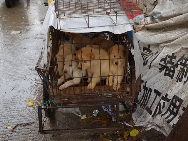 Puppies are seen in a cage at a dog meat market in Yulin, in China's southern Guangxi regi