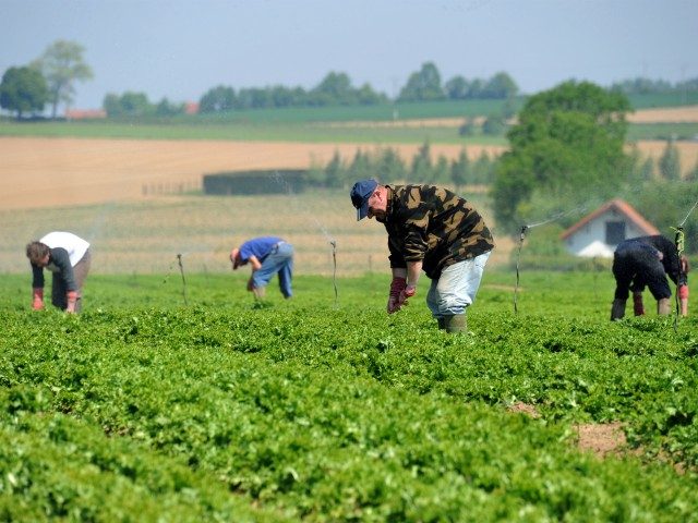 Seasonal farmhands from Poland work in the fields picking lettuce, in Meteren, northern France on June 6, 2013. AFP PHOTO /PHILIPPE HUGUEN (Photo credit should read PHILIPPE HUGUEN/AFP via Getty Images)