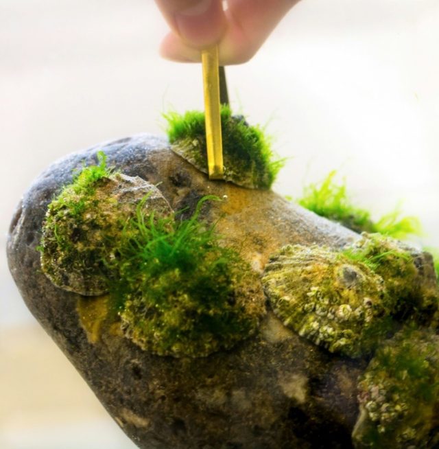 Pincers lift a limpet, and the rock that the shallow-water sea snail is clinging to © Department of Zoology, University of Cambridge/AFP/File Victor KANG