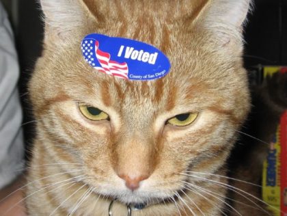 Cat Vote (Melinda / Flickr / CC / Cropped)