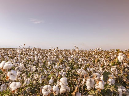Organic cotton is generally defined as cotton that is grown organically in subtropical countries such as Turkey, China, and parts of the USA.