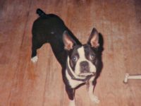 Flashback: Deceased Dogs Sent Voter Registration Forms in Swing States