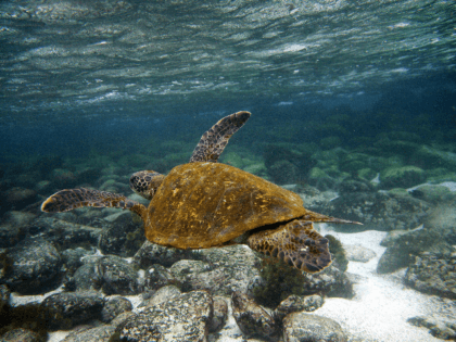 A Green sea turtle (Chelonia mydas) swims underwater in San Cristobal island, Galapagos Archipelago, on September 1, 2009. AFP PHOTO/Pablo Cozzaglio (Photo credit should read PABLO COZZAGLIO/AFP via Getty Images)